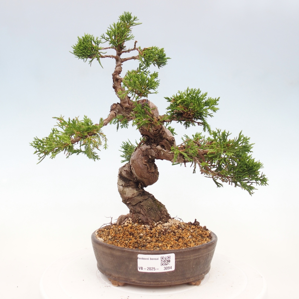 Bonsaï d'extérieur - Juniperus chinensis Itoigawa