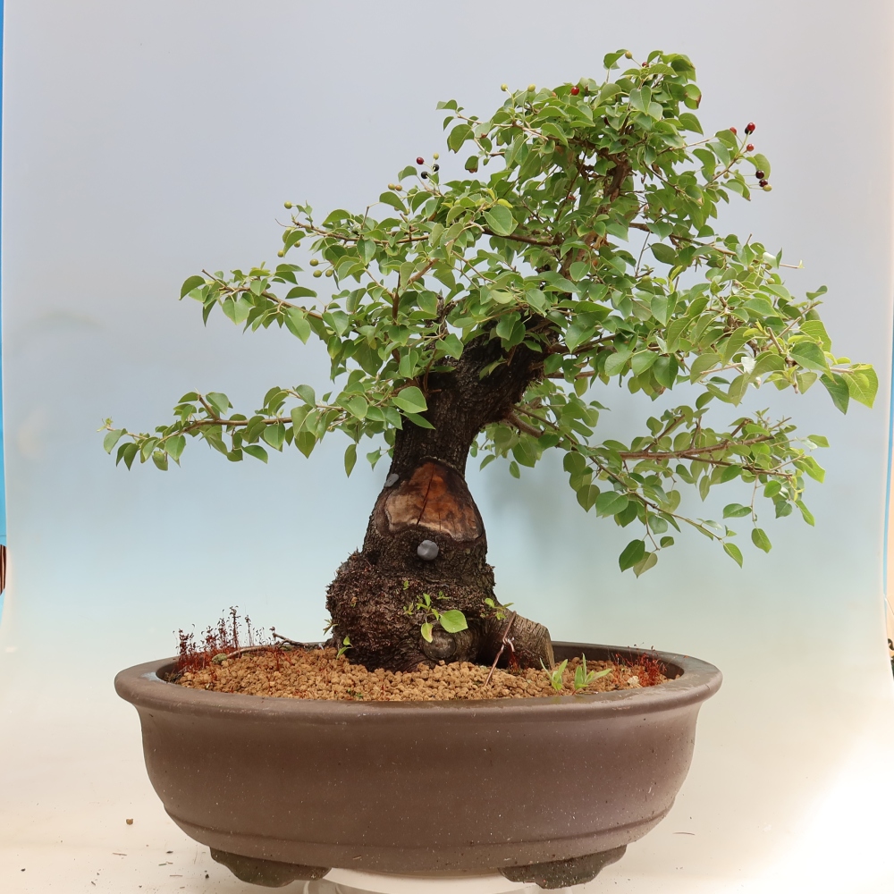 Bonsaï d'extérieur - Mahalebka - Prunus mahaleb