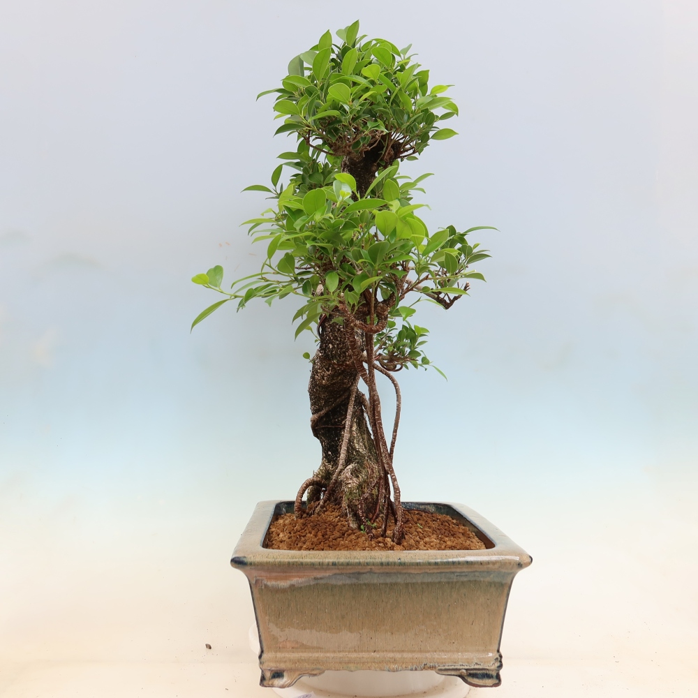Salle bonsaï - Ficus kimmen - ficus à petites feuilles