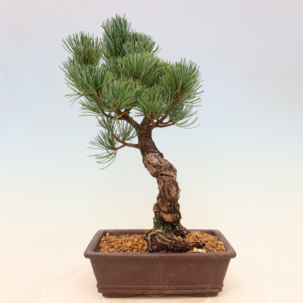 Bonsaï d'extérieur - Pinus parviflora - Pinus parviflora