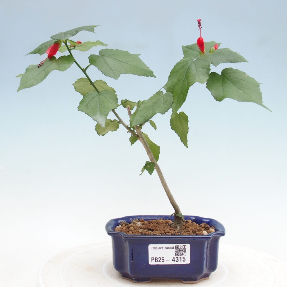 Bonsaï d'intérieur - Malvaviscus arboreus