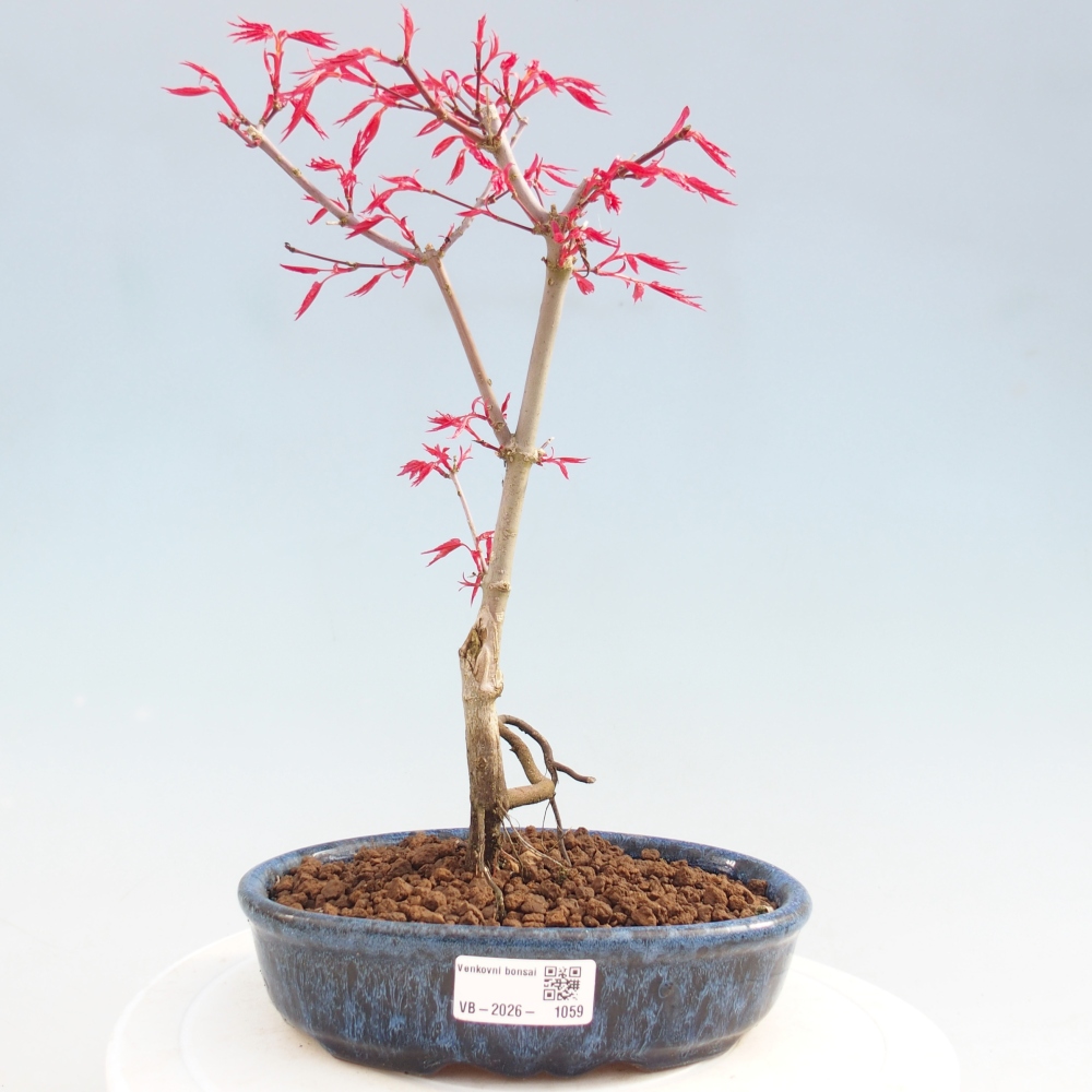 Bonsaï d'extérieur - Acer palmatum DESHOJO