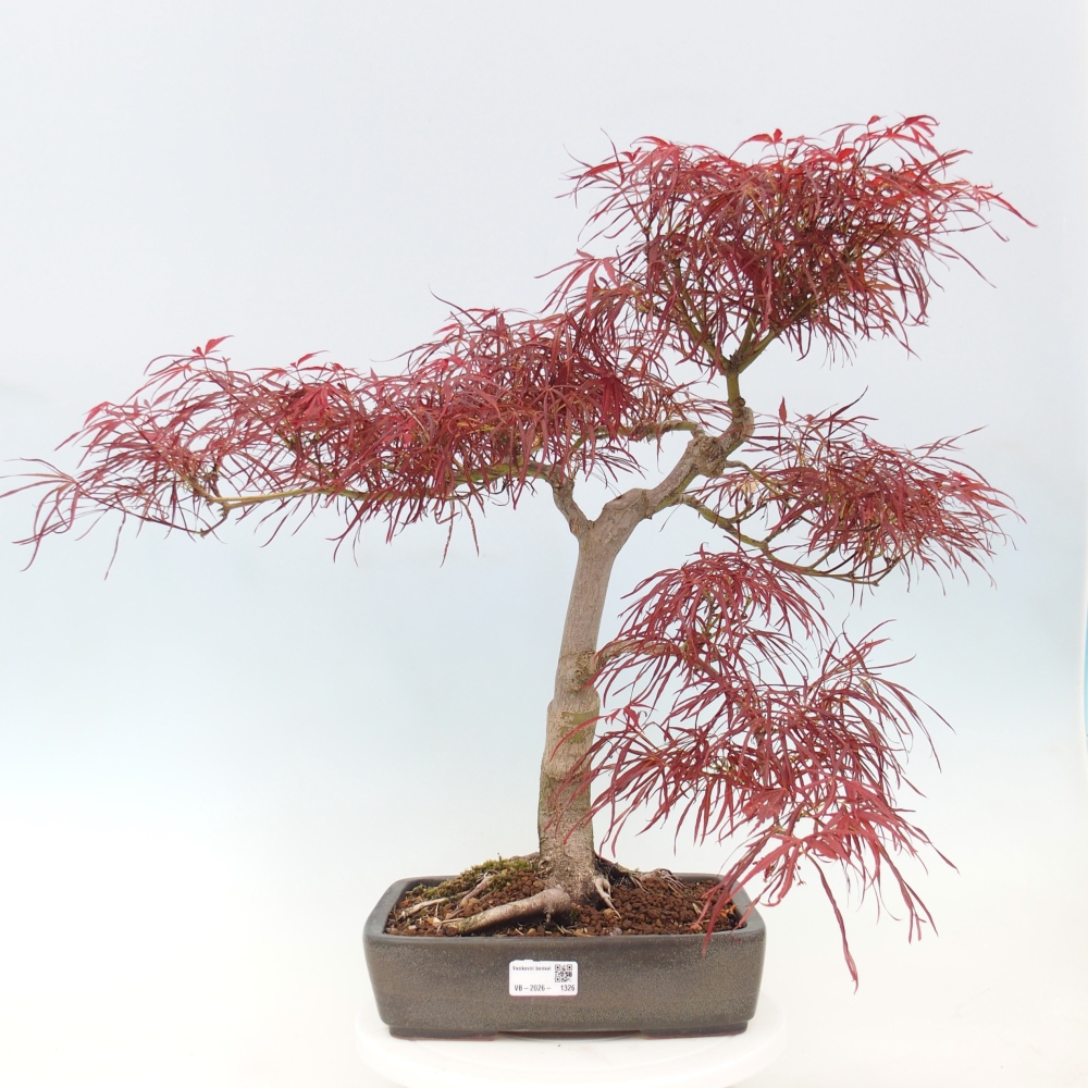 Bonsaï d'extérieur - Acer palmatum RED PYGMY