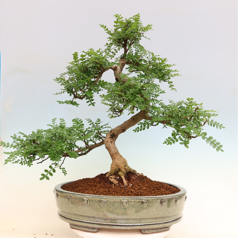 Salle bonsaï - Zantoxylum piperitum - arbre à poivre