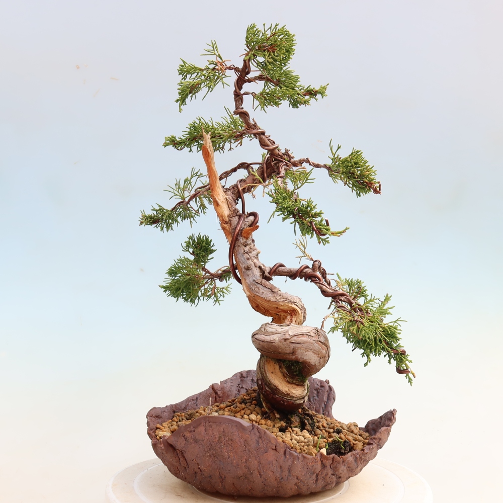 Bonsaï d'extérieur - Juniperus chinensis Itoigawa-Juniperus chinensis