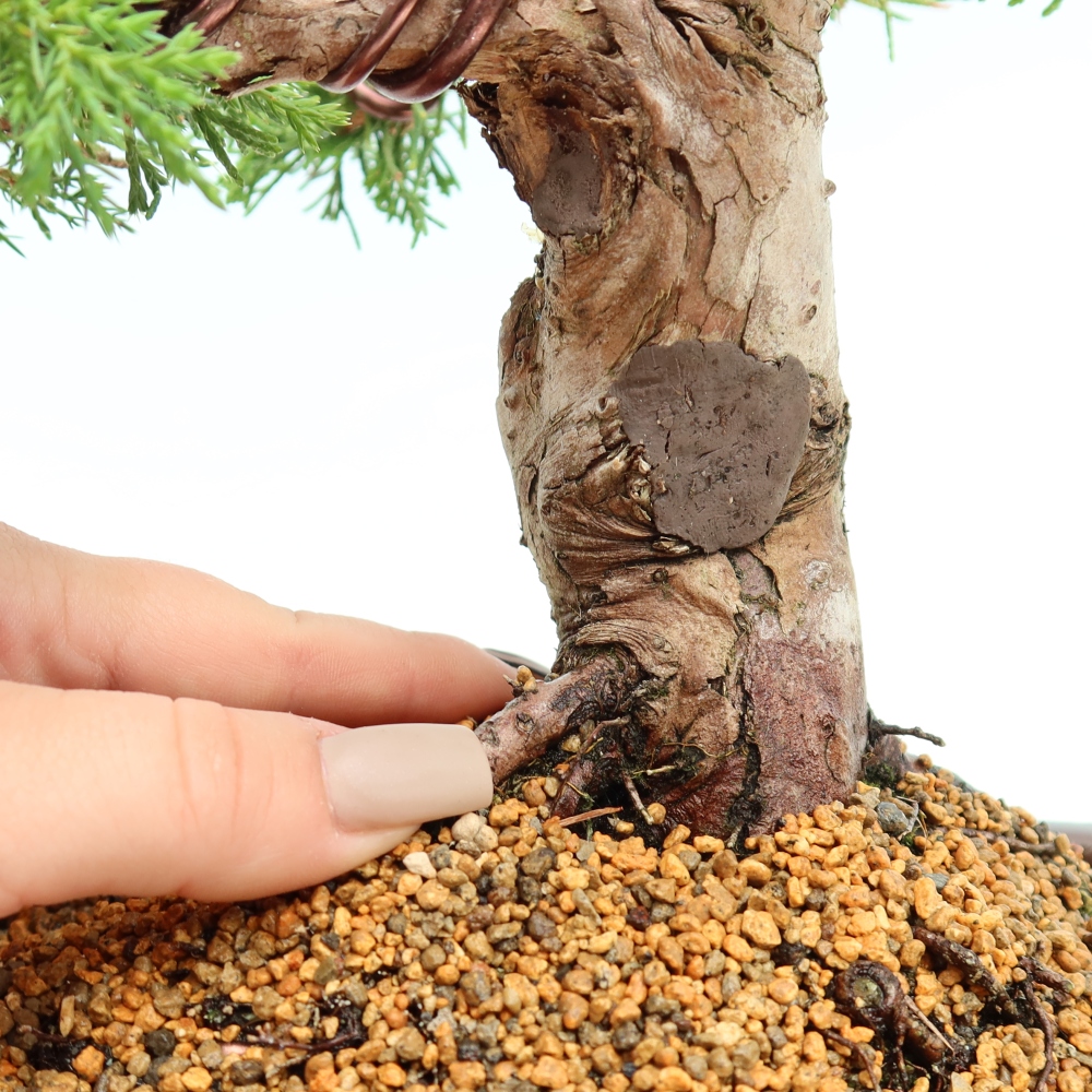 Bonsaï d'extérieur - Juniperus chinensis Itoigawa-Juniperus chinensis