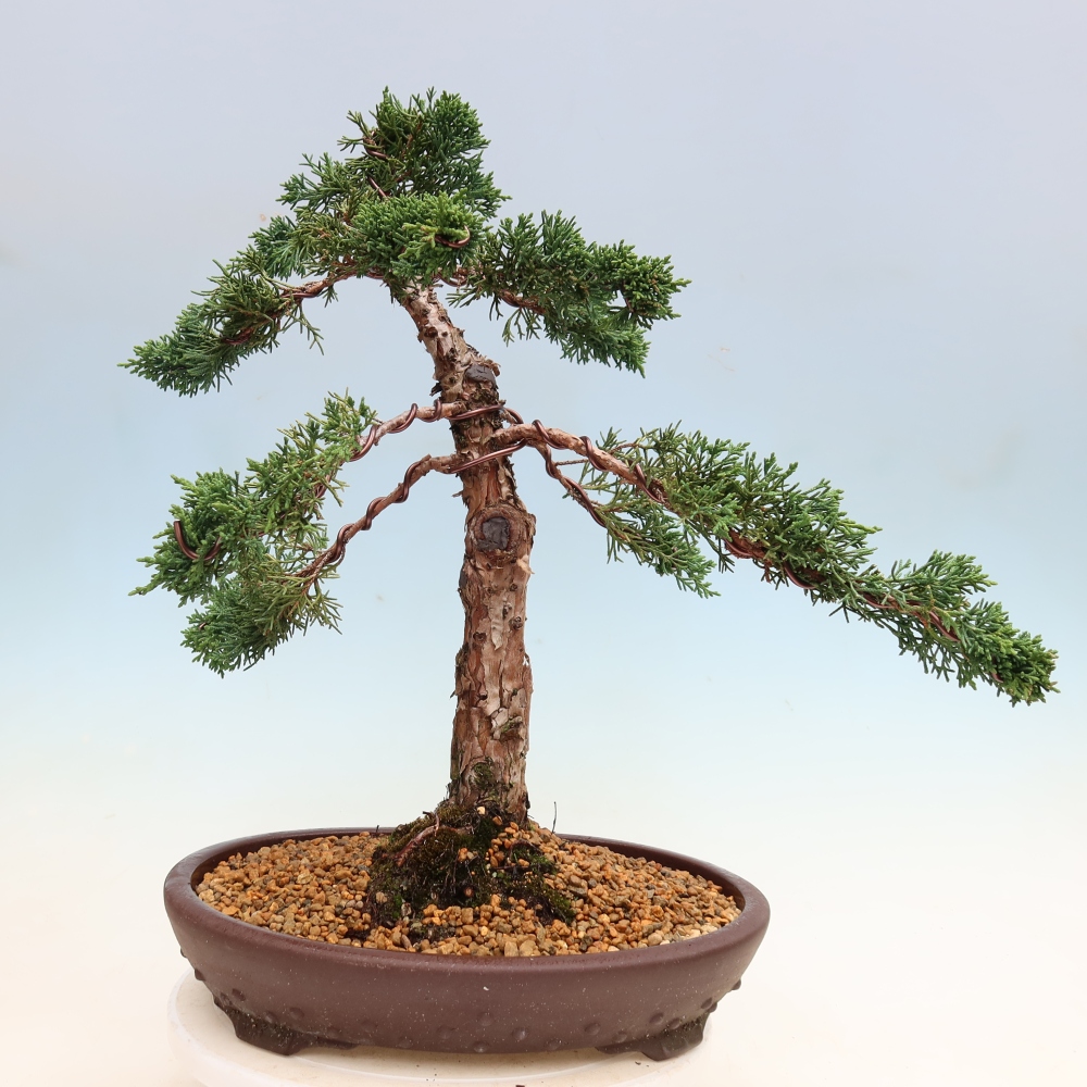 Bonsaï d'extérieur - Juniperus chinensis Kishu