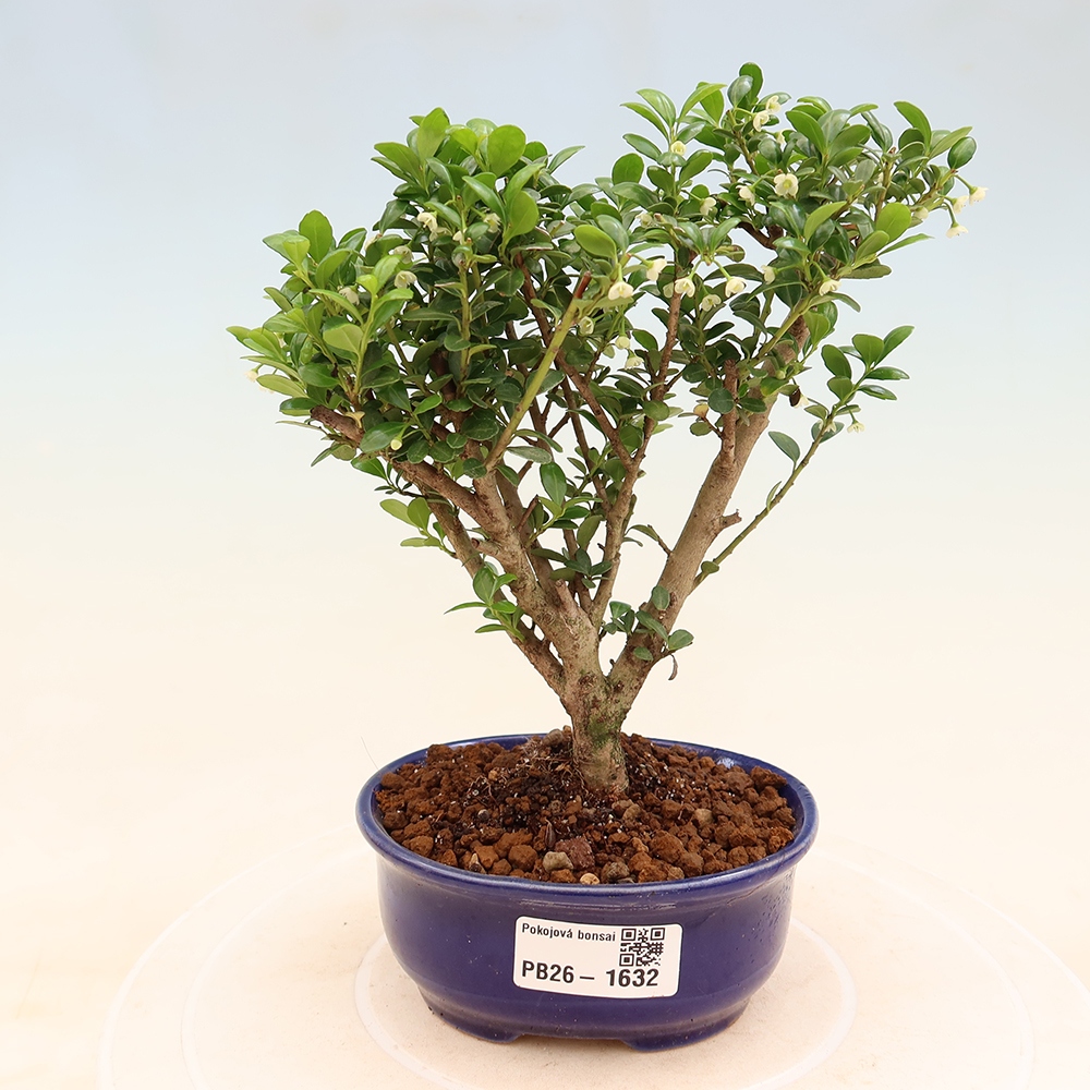 Bonsaï de chambre - Ilex crenata - Houx