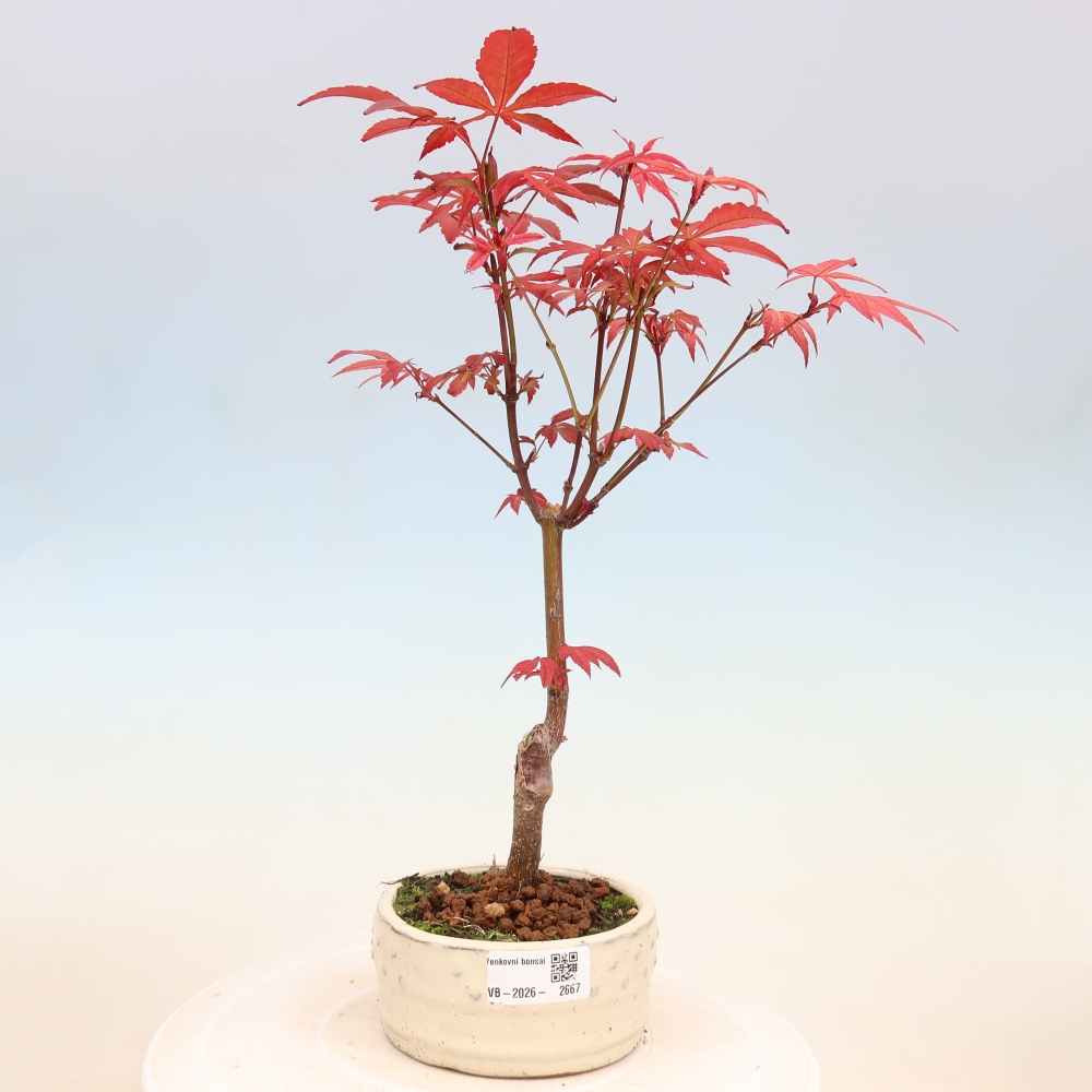 Bonsaï d'extérieur - Acer palm. Atropurpureum-Javor palmate