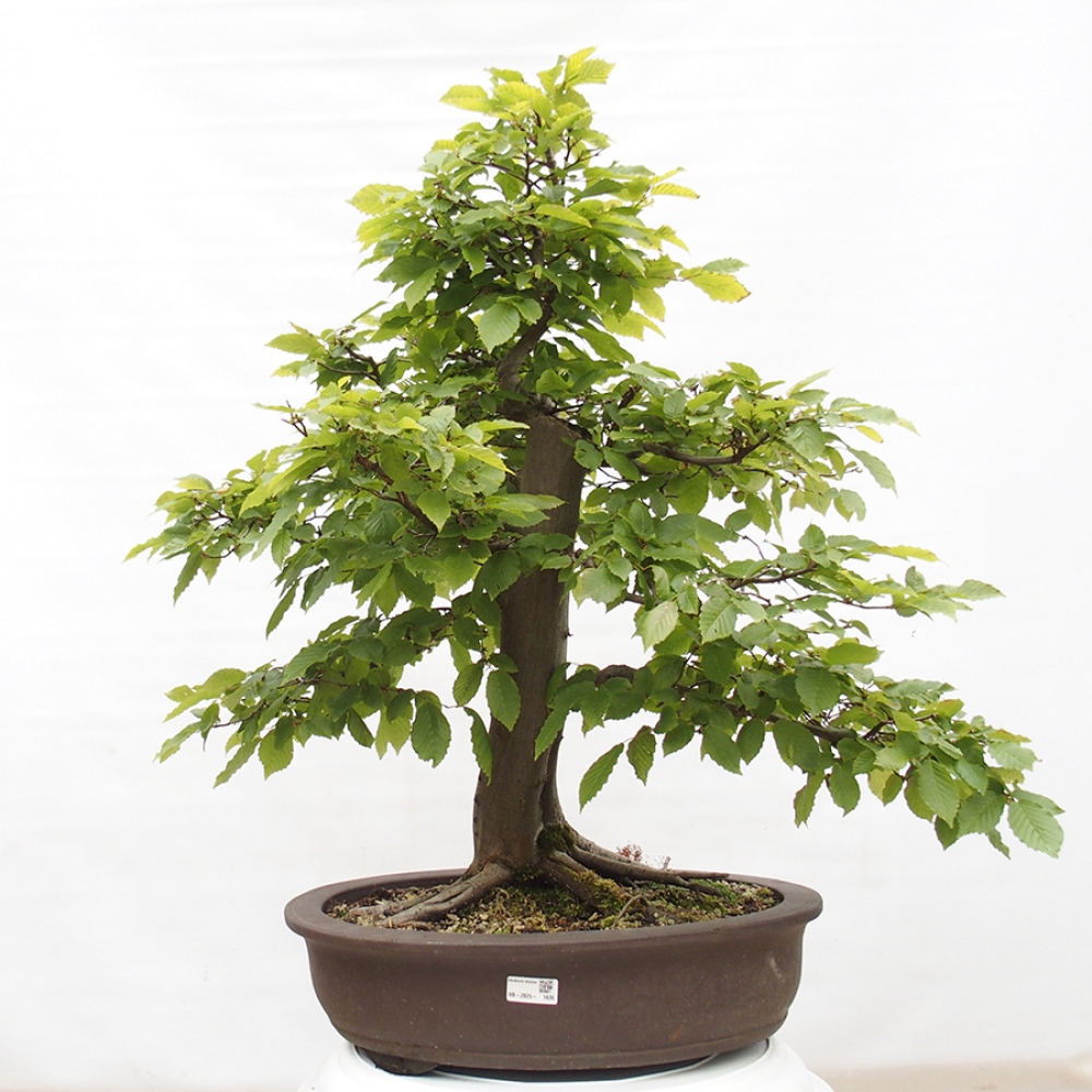 Bonsaï d'extérieur - Charme - Carpinus betulus