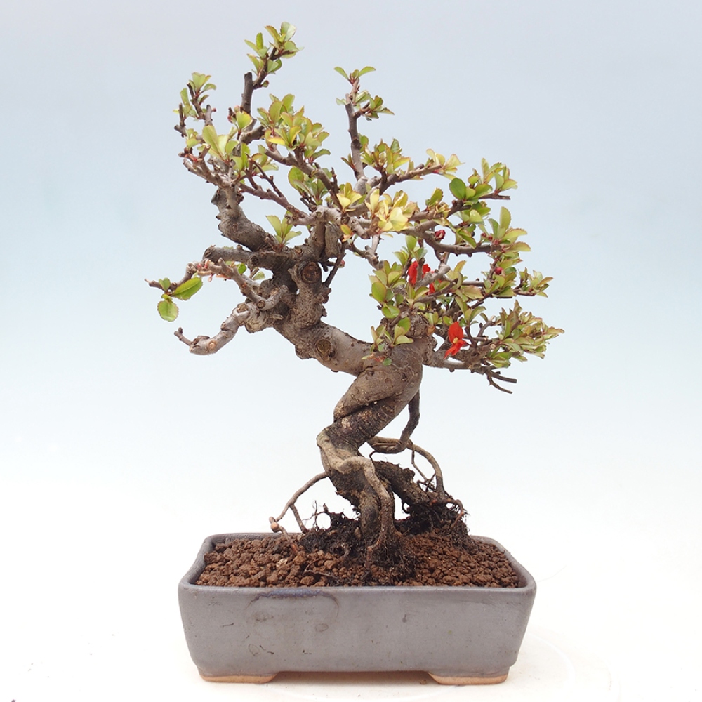 Bonsaï d'extérieur - Chaneomeles speciosa - Coing