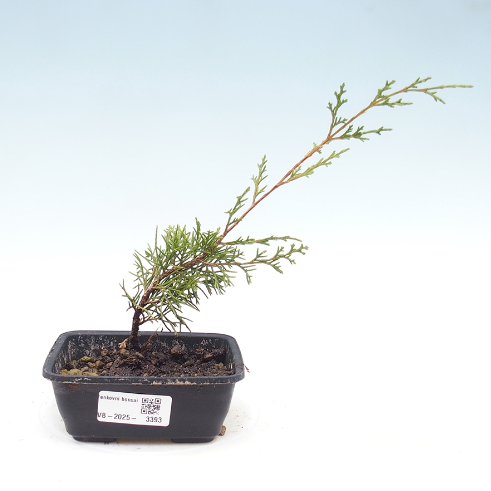 Bonsaï d'extérieur - Juniperus chinensis Itoigawa