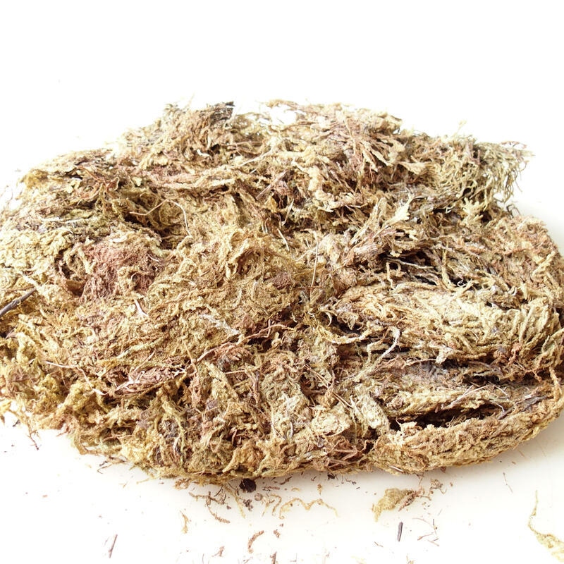 Bryophyta - mousse 100 g