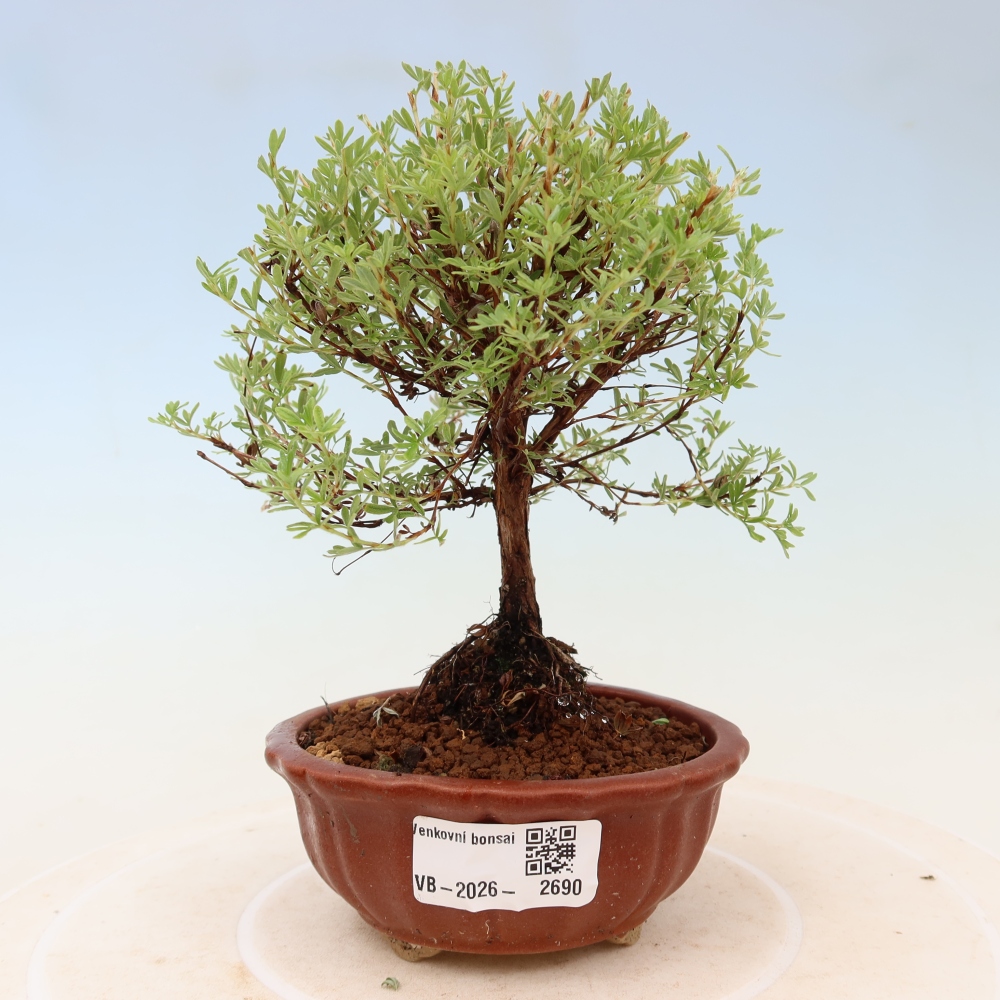Bonsaï d'extérieur - Potentille arbustive - Potentilla fruticosa Goldkissen