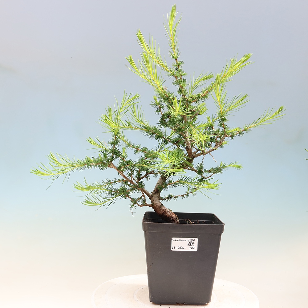 Bonsaï d'extérieur -Larix decidua - Mélèze