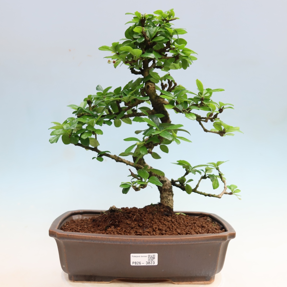 Bonsaï de chambre - Carmona macrophylla - Tea fuki