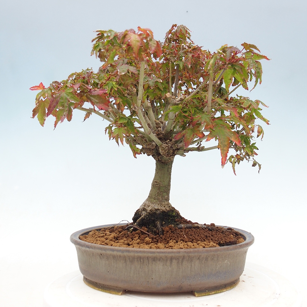 Acer palmatum KIOHIME - Érable palmé
