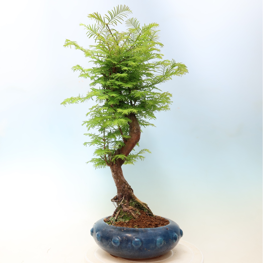 Bonsaï d'extérieur - Metasequoia glyptostroboides - Metasequoia chinois