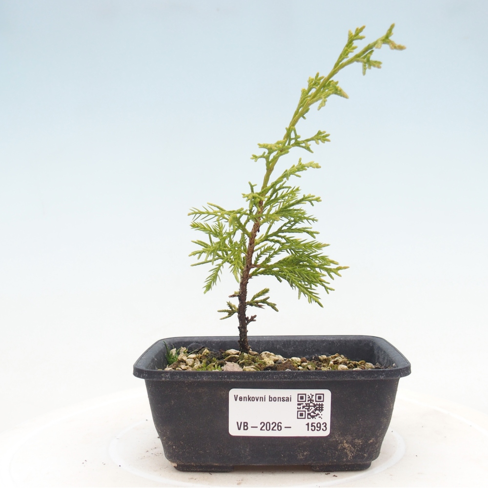 Bonsaï d'extérieur - Juniperus chinensis Itoigawa