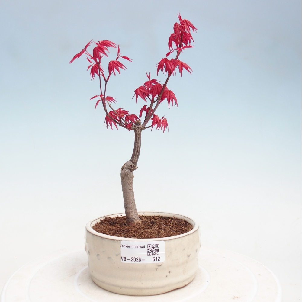 Bonsaï d'extérieur - Acer palmatum DESHOJO