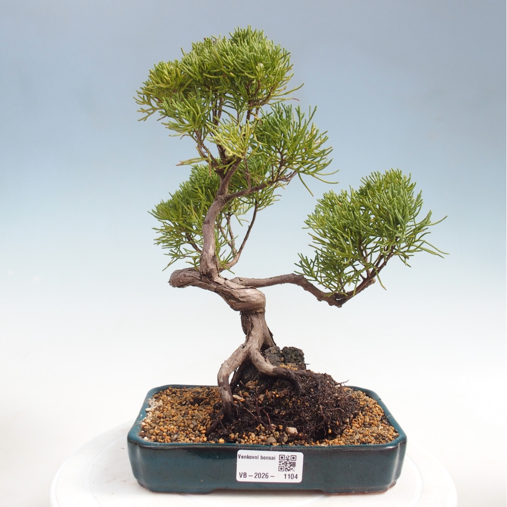 Bonsaï d'extérieur - Juniperus chinensis Kishu