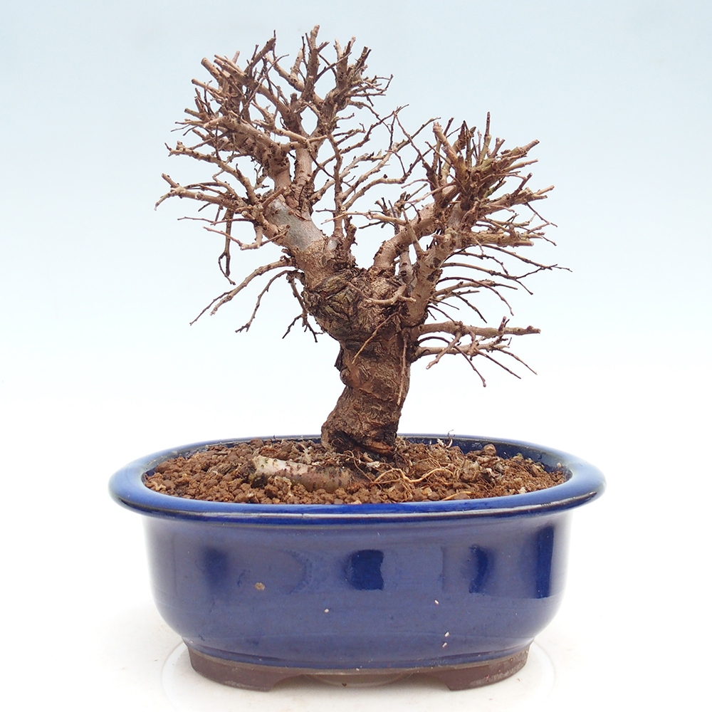 Bonsaï d'extérieur - Zelkova - Zelkova NIRE