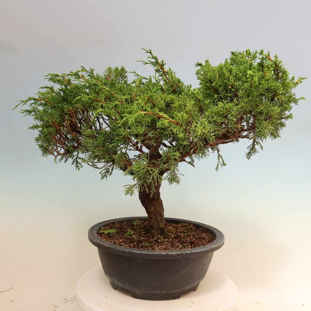 Bonsaï d'extérieur - Juniperus chinensis Itoigawa-Juniperus chinensis