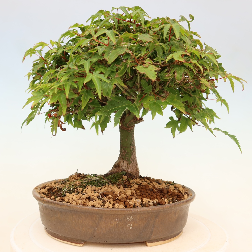 Acer palmatum KIOHIME - Érable palmé
