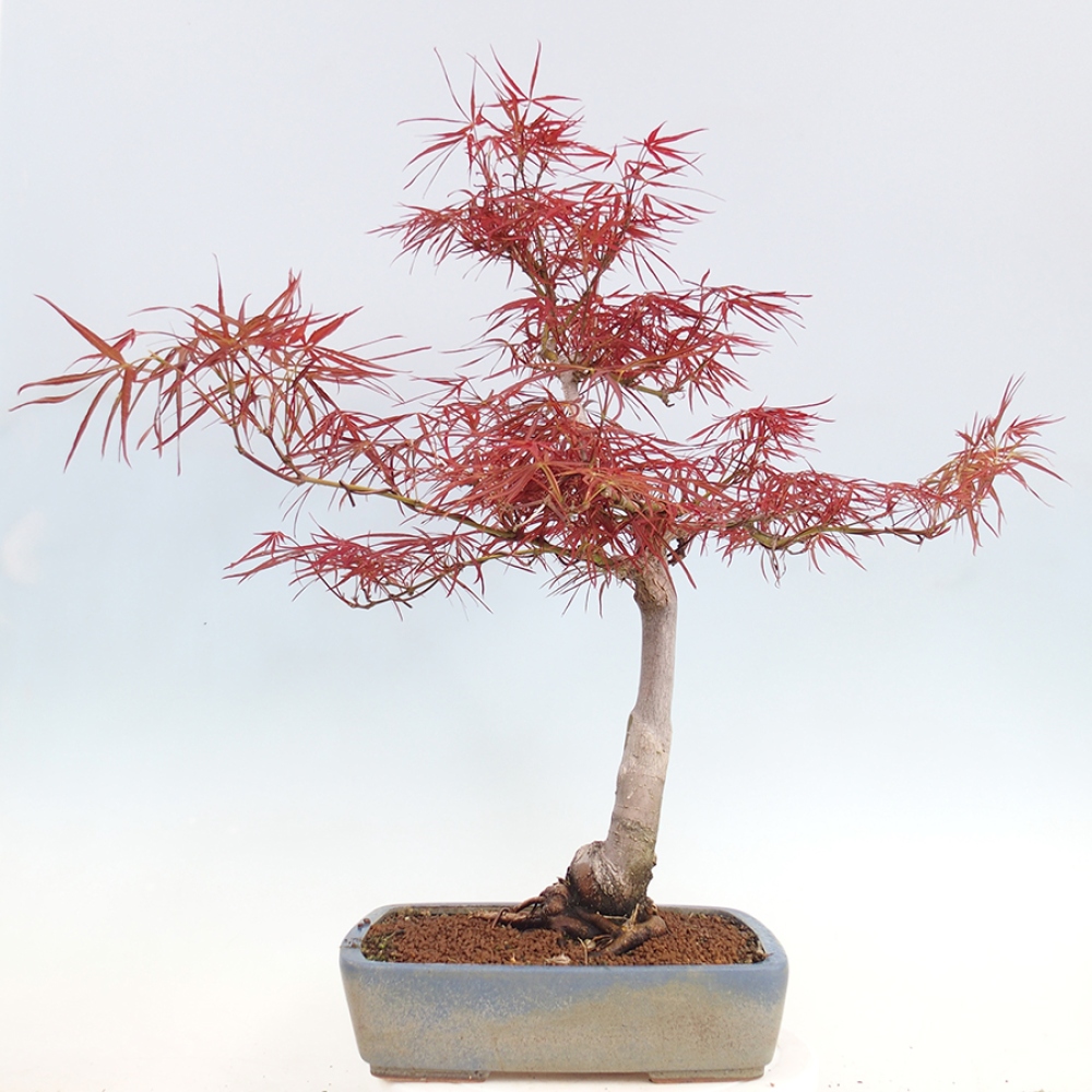 Bonsaï d'extérieur - Acer palmatum RED PYGMY