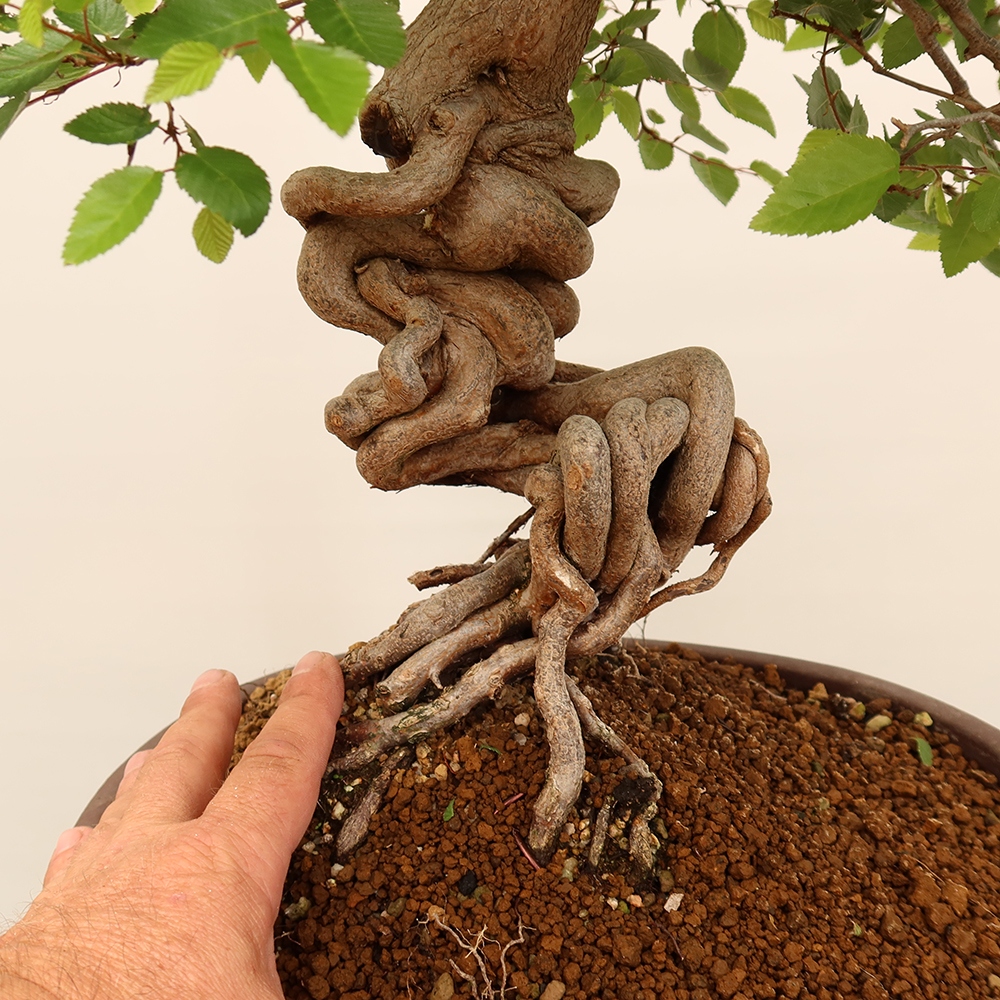 Bonsaï d'extérieur -Carpinus Coreana - Charme de Corée