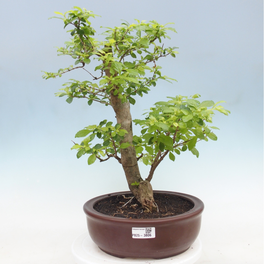 Bonsaï de chambre - Duranta erecta Aurea