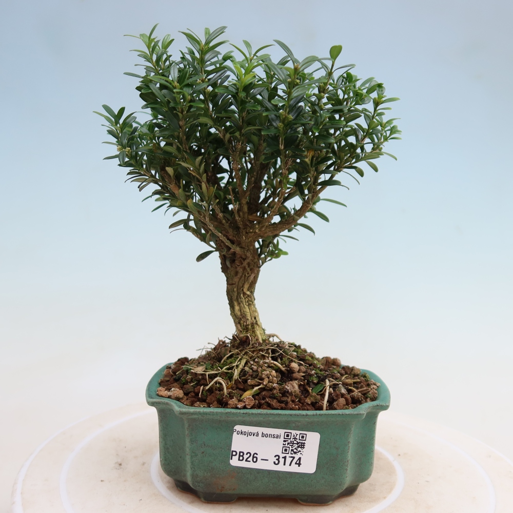 Bonsaï de chambre - Buxus harlandii - buxus liège