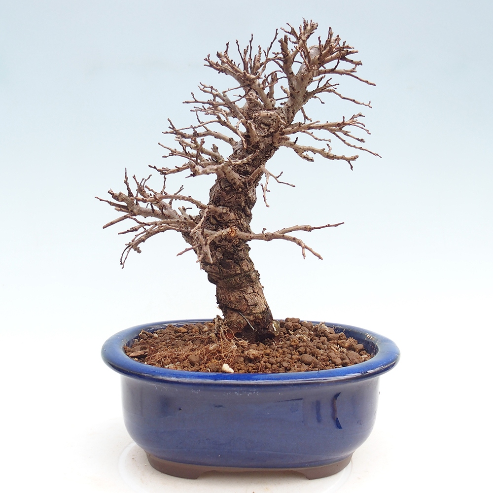 Bonsaï d'extérieur - Zelkova - Zelkova NIRE