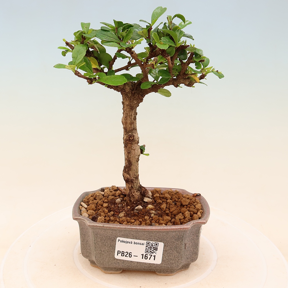 Bonsaï de chambre - Carmona macrophylla - Tea fuki