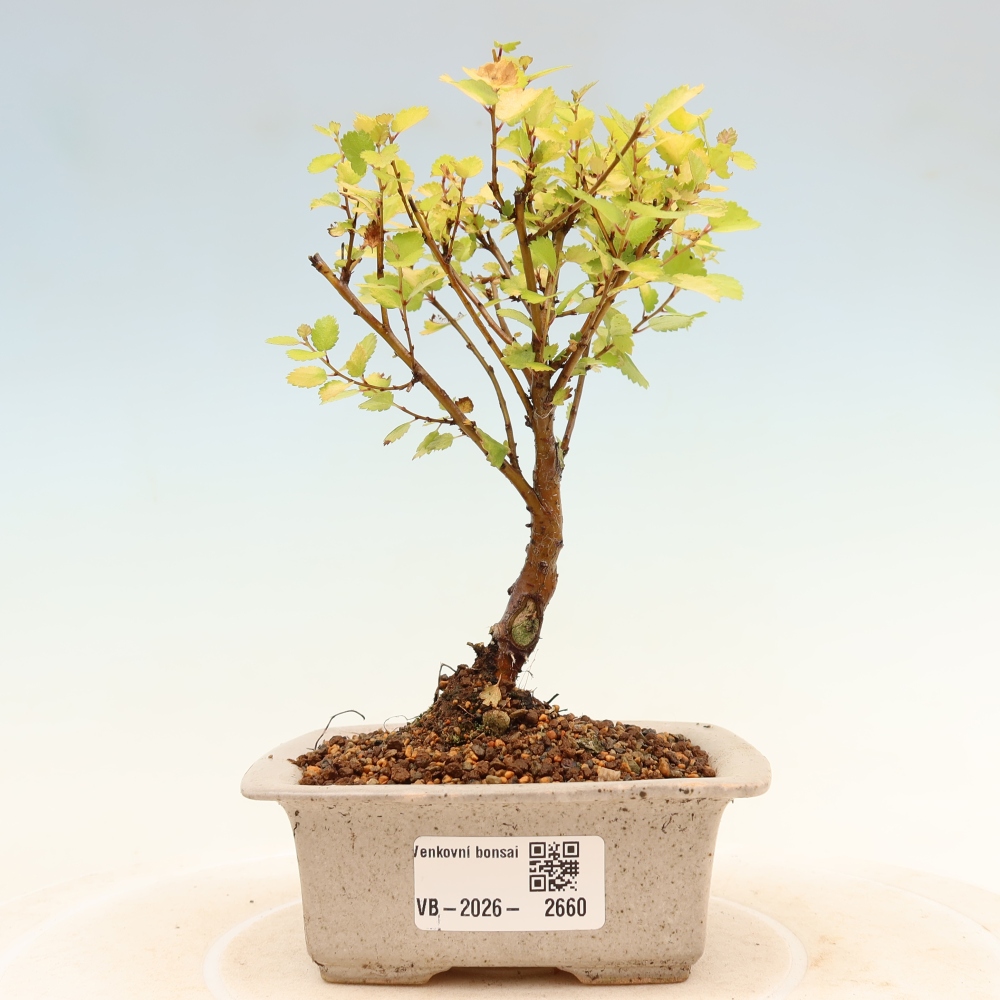 Bonsaï d'extérieur - bouleau nain - Betula NANA Golden Treasure