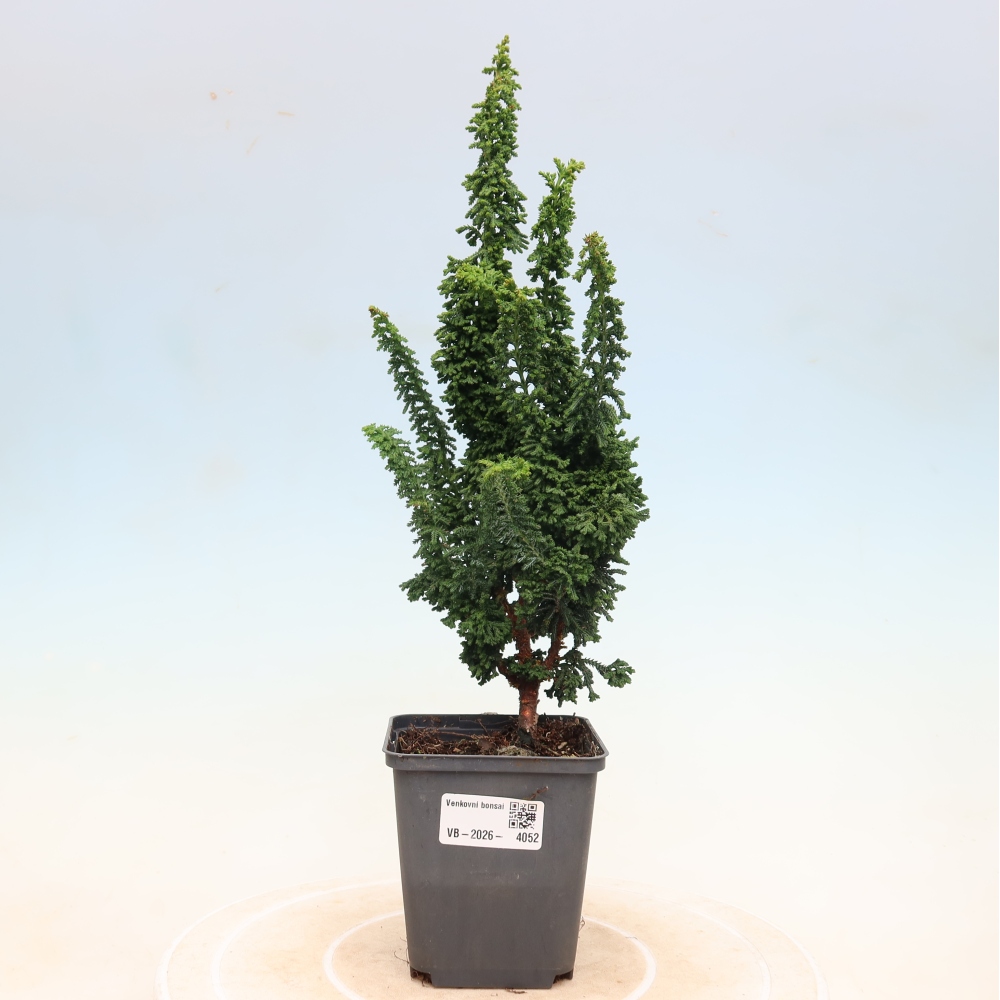 Bonsaï d'extérieur - Cham. obtusa SEKKA HINOKI - Cyprès