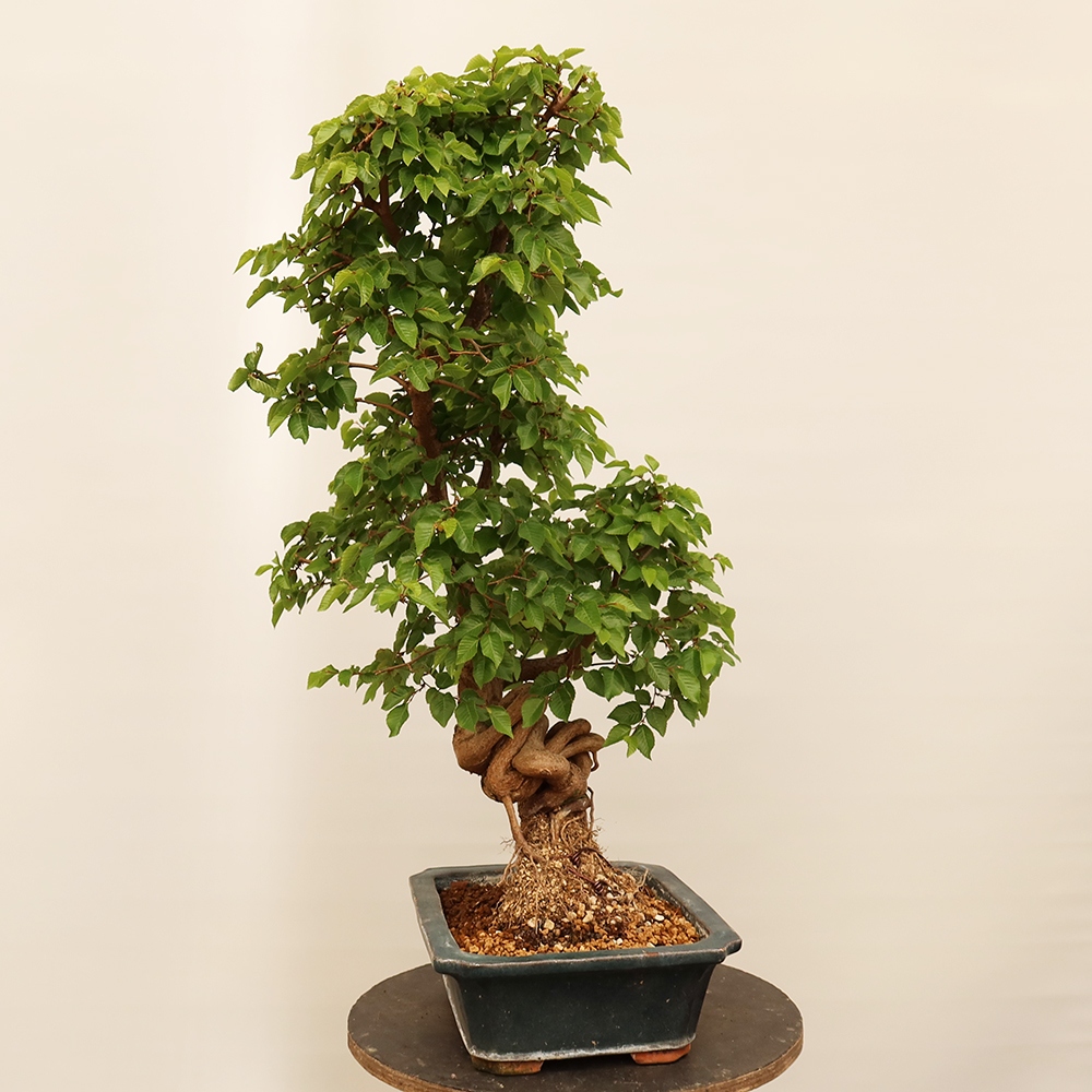 Bonsaï d'extérieur -Carpinus Coreana - Charme de Corée