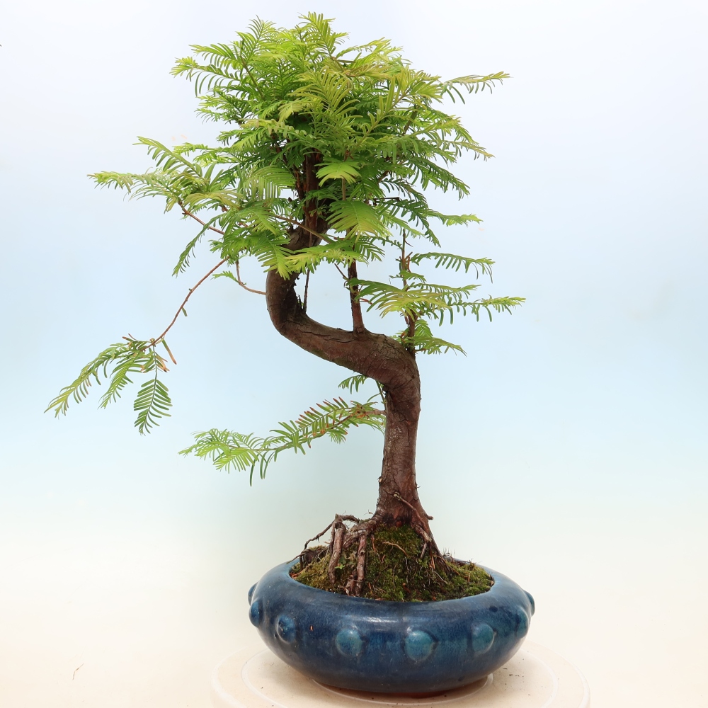 Bonsaï d'extérieur - Metasequoia glyptostroboides - Metasequoia chinois
