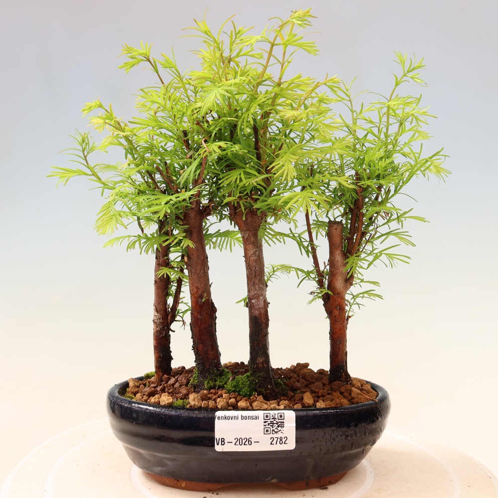 Bonsaï d'extérieur - Metasequoia glyptostroboides - Métaséquoia de Chine - petit bosquet