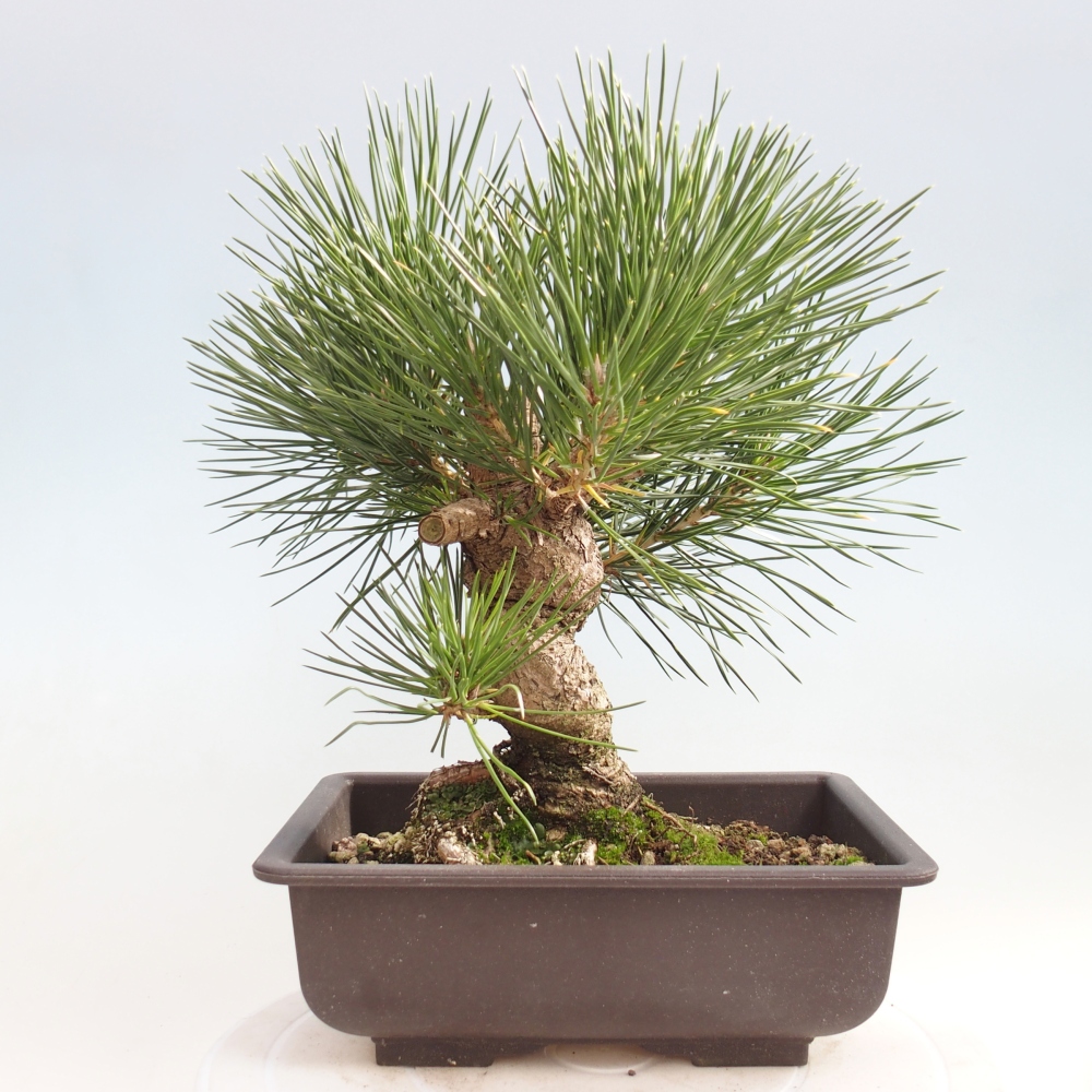 Bonsaï d'extérieur - Pinus thunbergii - Pin de Thunberg