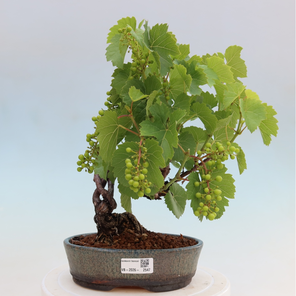 Bonsaï d'extérieur - Vigne - Vitis vinifera 