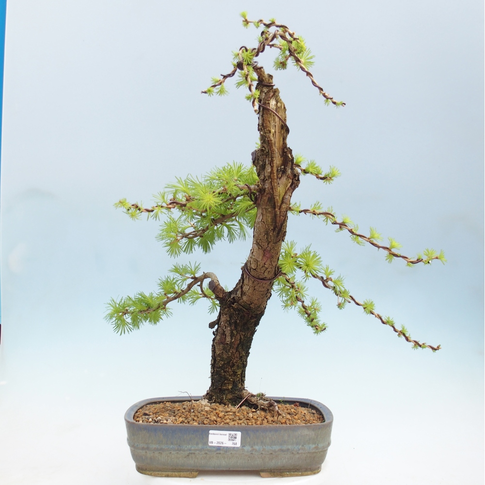 Bonsaï d'extérieur -Larix decidua - Mélèze
