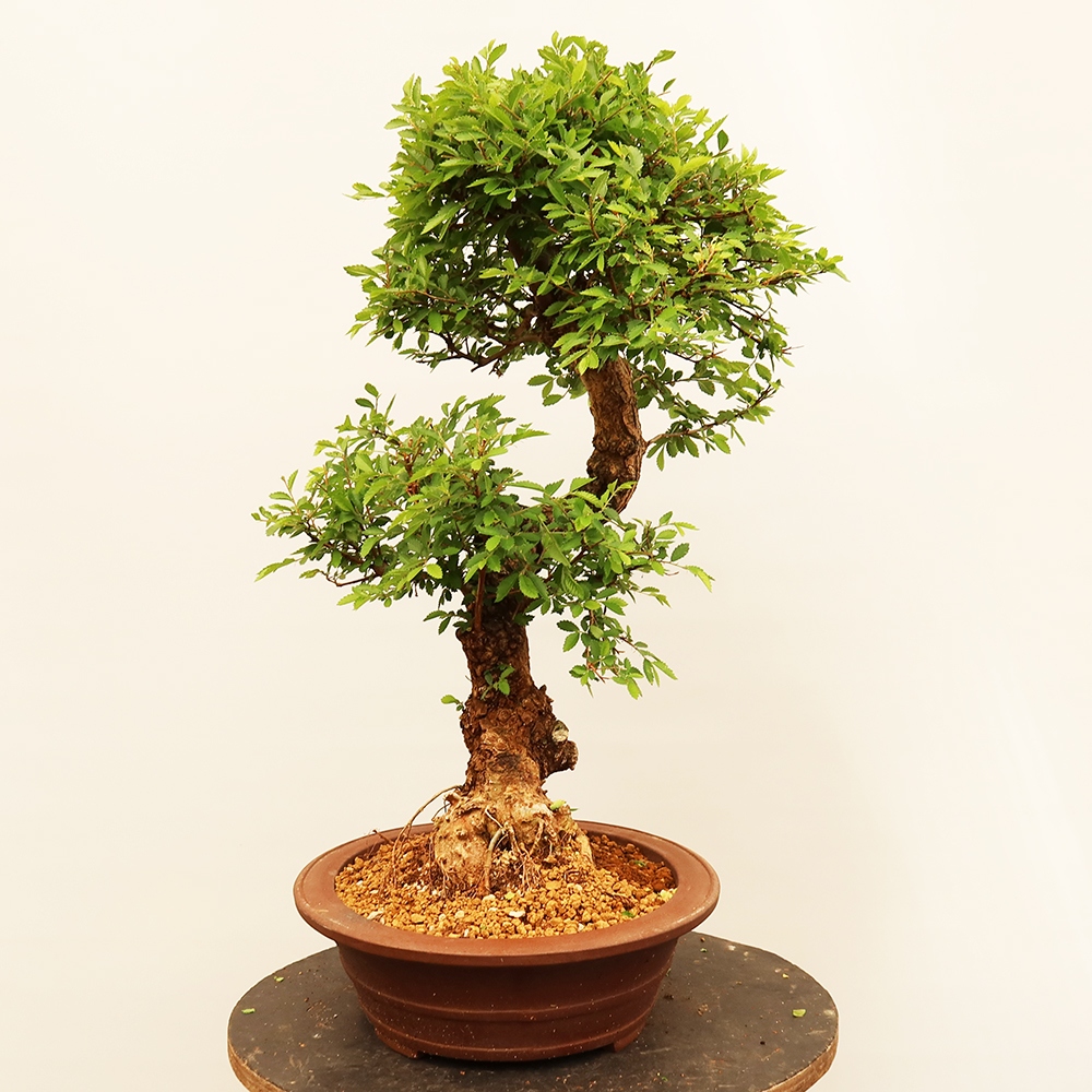 Bonsaï d'extérieur - Zelkova - Zelkova NIRE