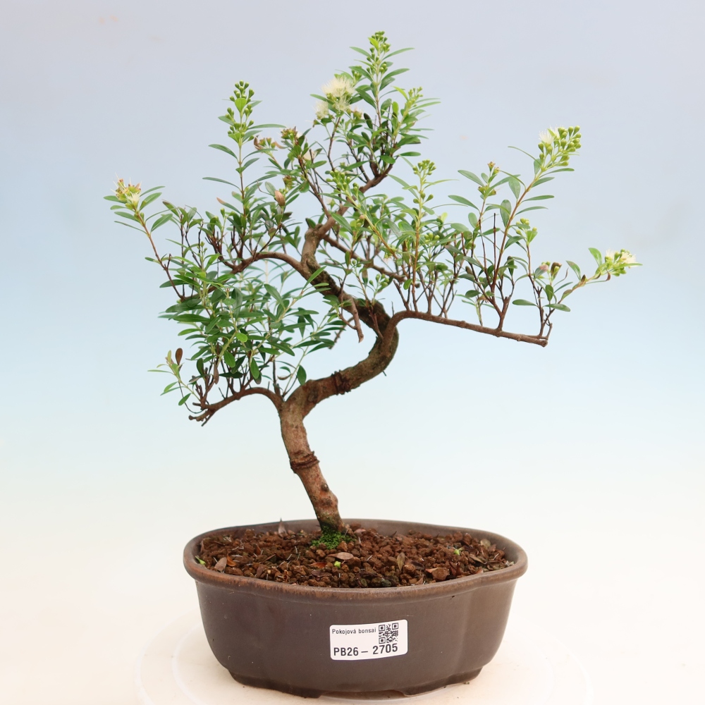 Bonsaï de chambre - Syzygium - Pimento