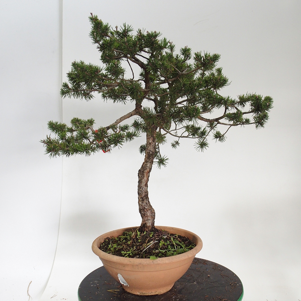 Yamadori - Pinus sylvestris Espagne
