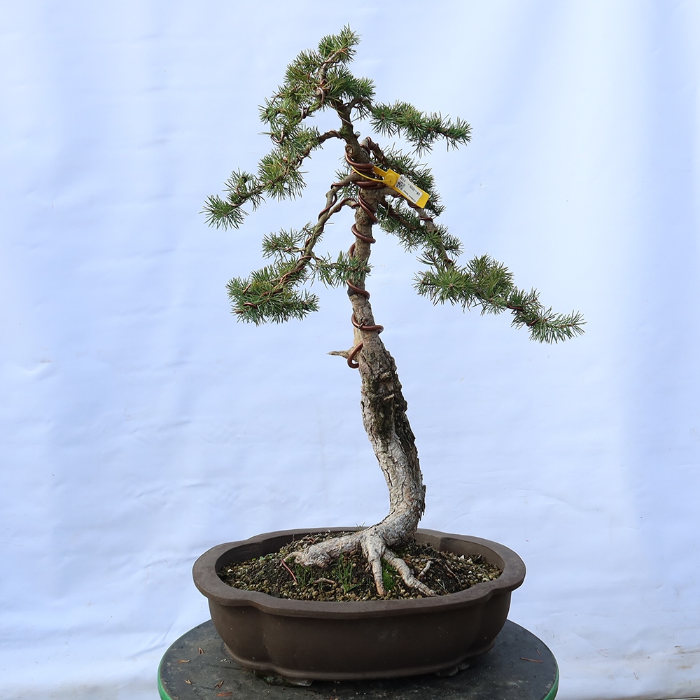 Pinus sylvestris Espagne - pin sylvestre