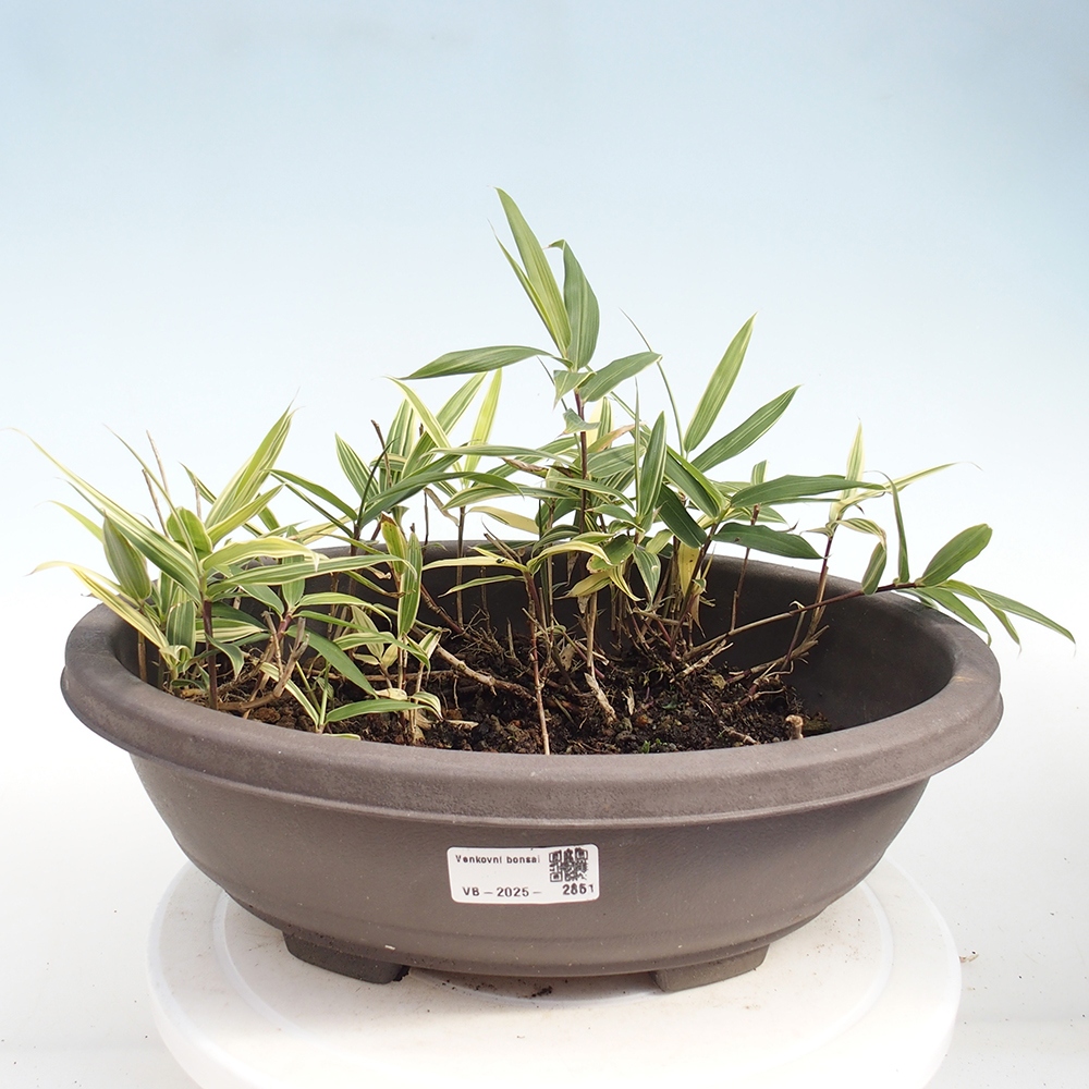 Bonsaï d'extérieur - Sasaella masamuneana Albostriata - Bambou