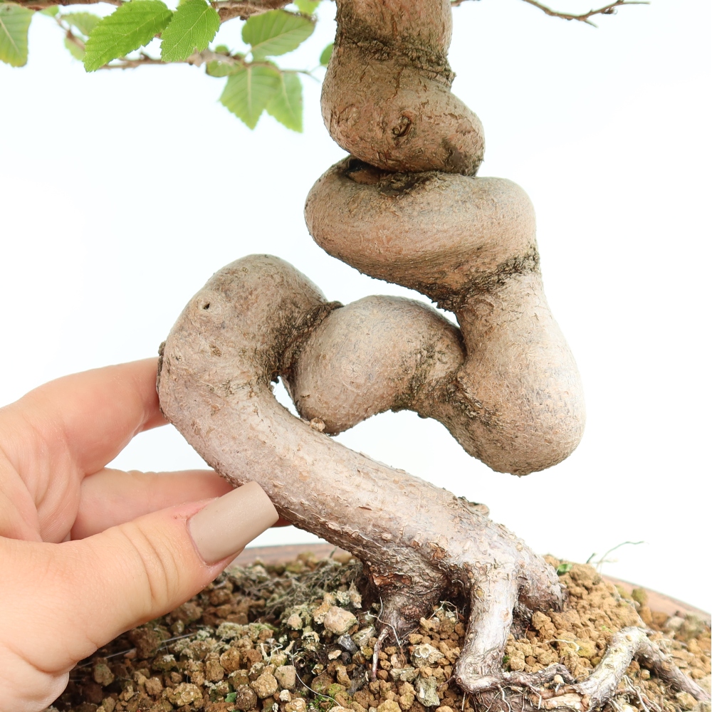 Bonsaï d'extérieur -Carpinus CARPINOIDES - Charme de Corée
