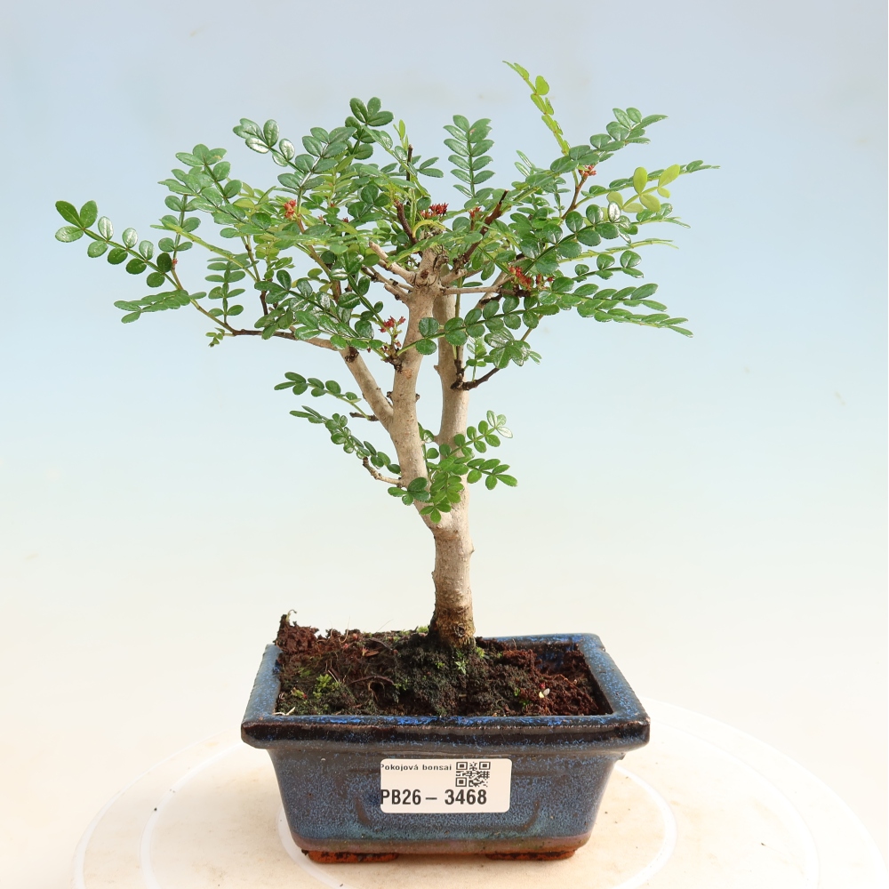 Salle bonsaï - Zantoxylum piperitum - arbre à poivre
