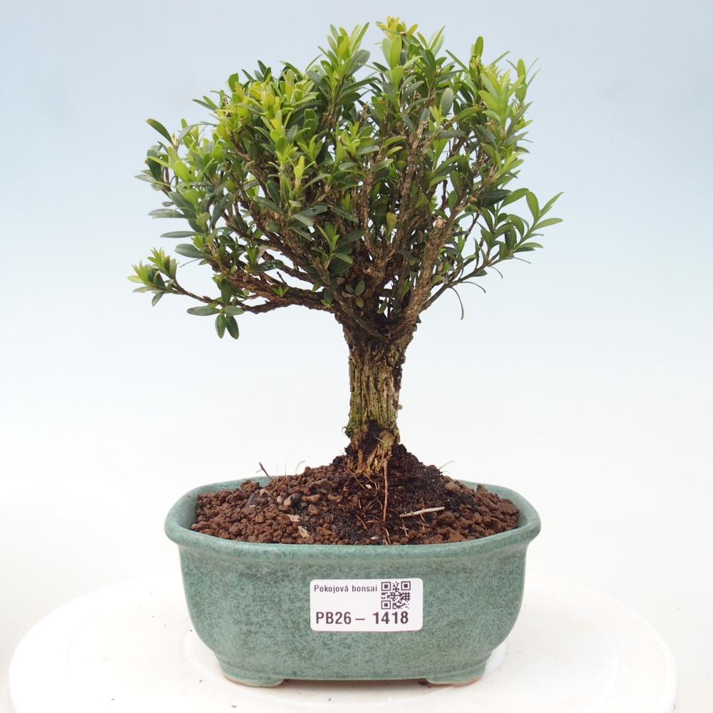 Bonsaï de chambre - Buxus harlandii - buxus liège